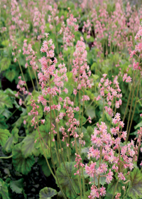 Heucherella 'Rosalie'